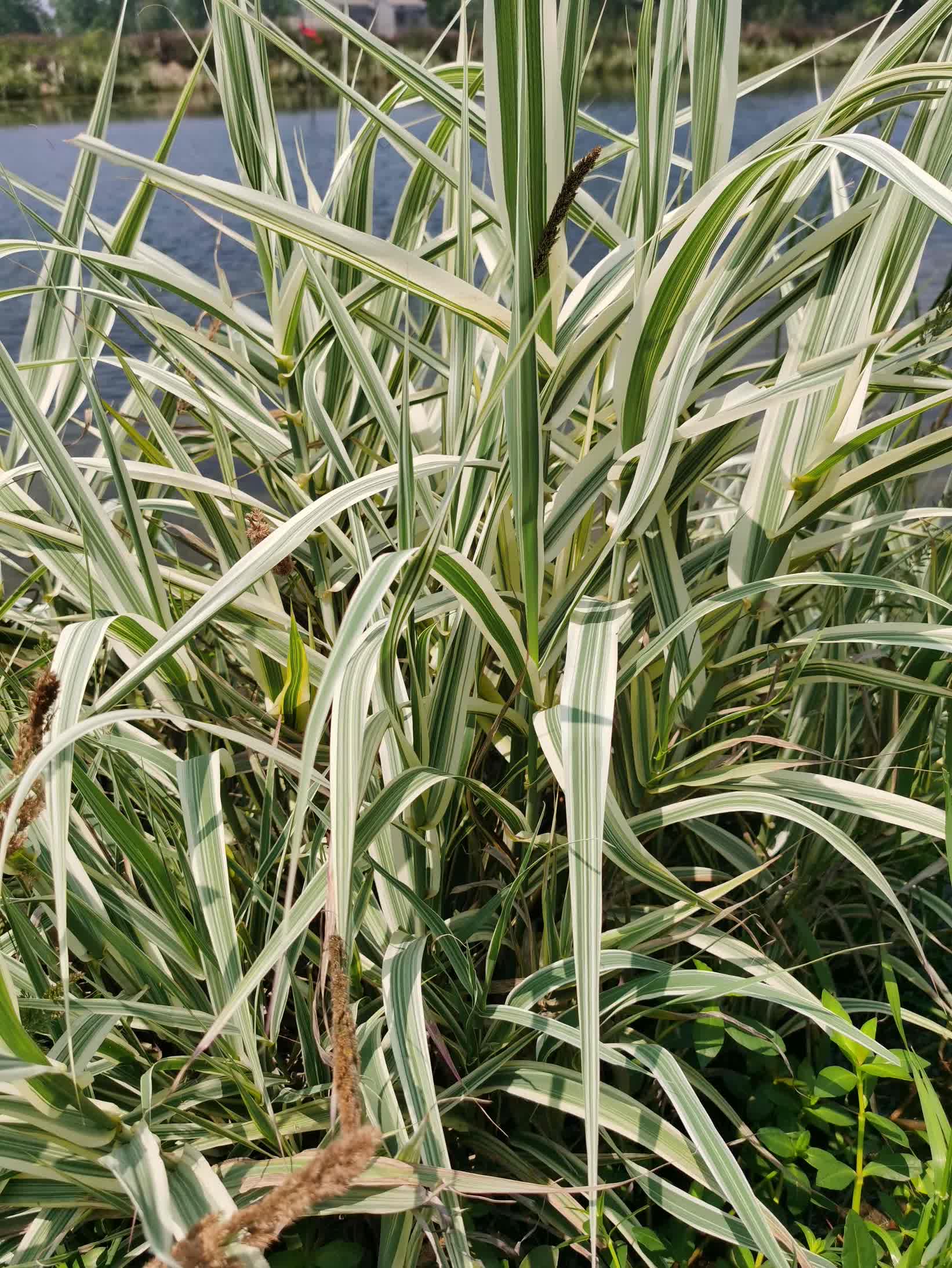 花叶芦竹