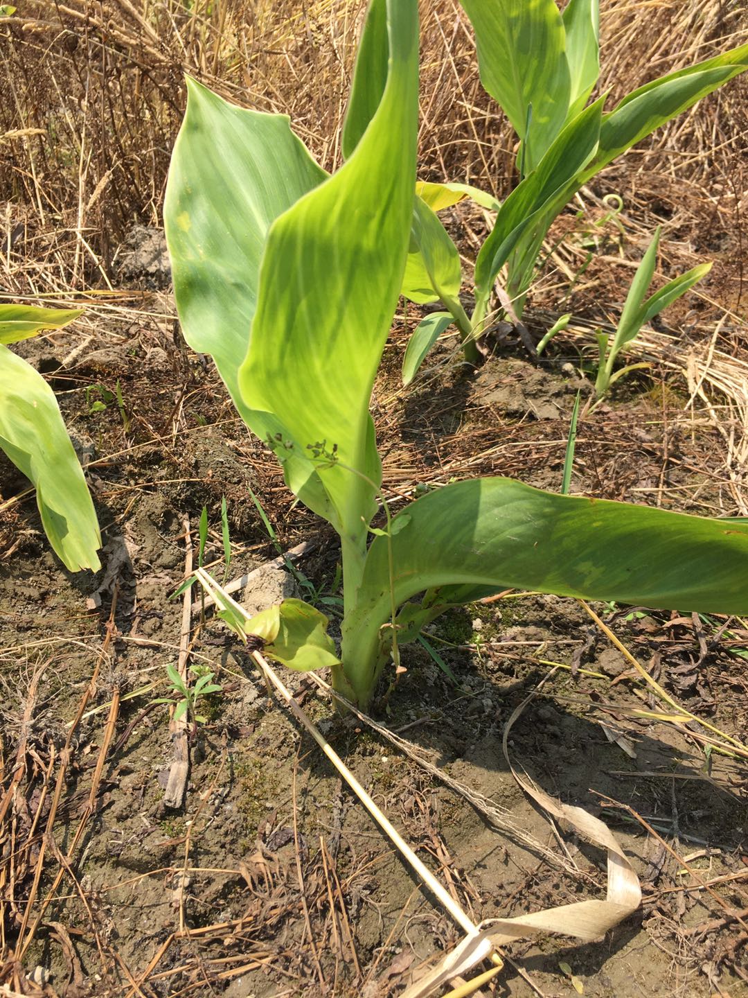 鸢尾