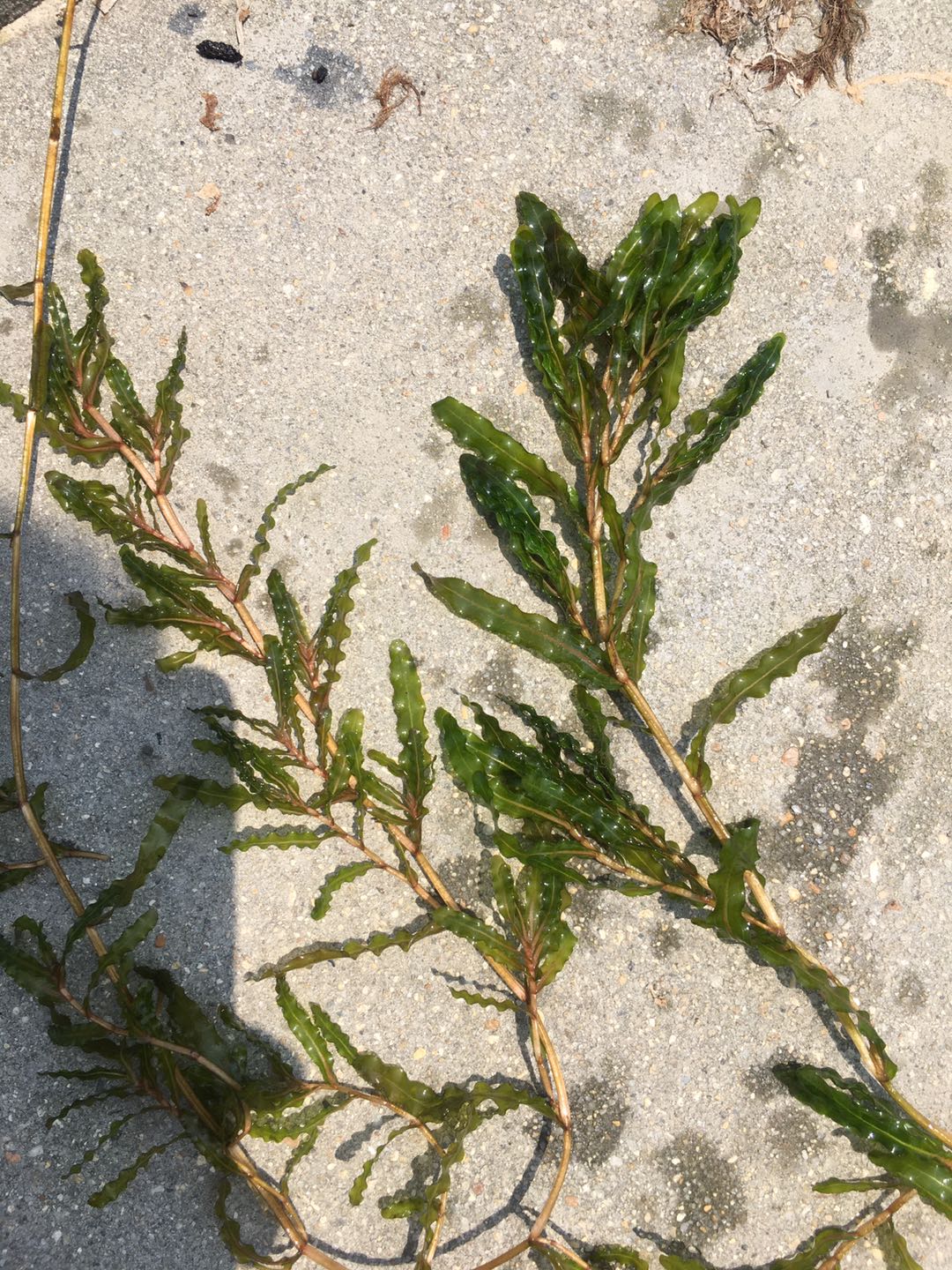 麦黄草