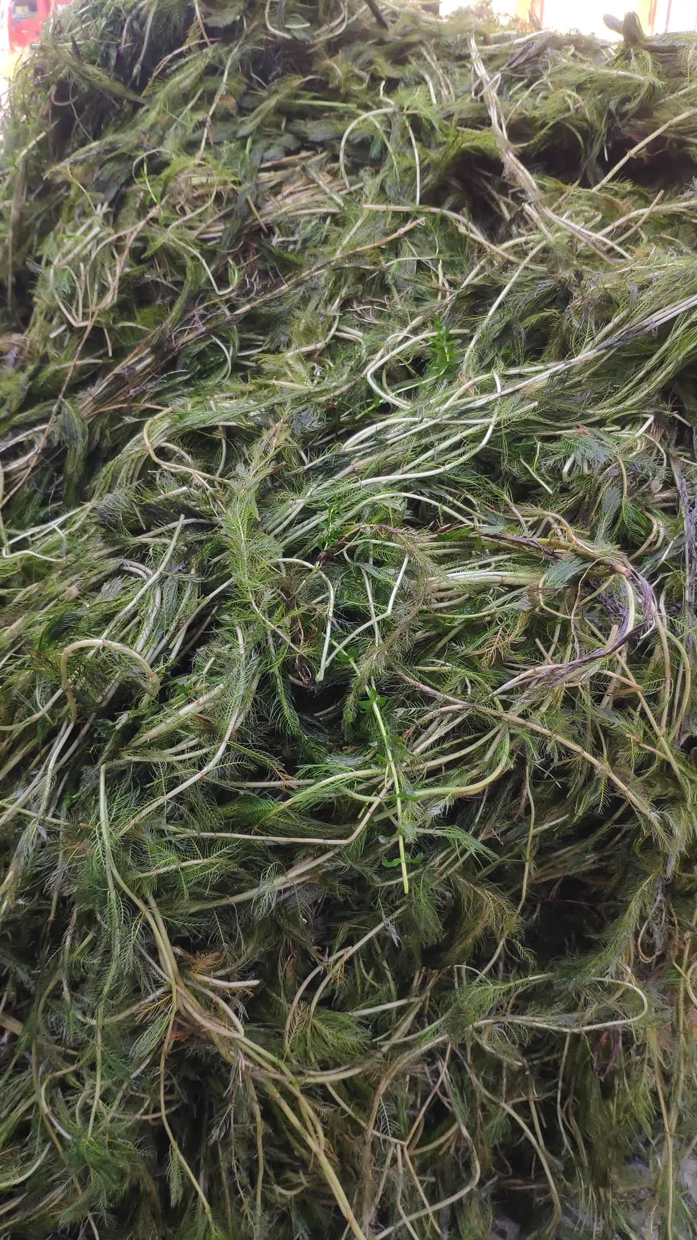 穗花狐尾藻
